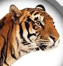 Animal Face-Off Game - Flash Museum