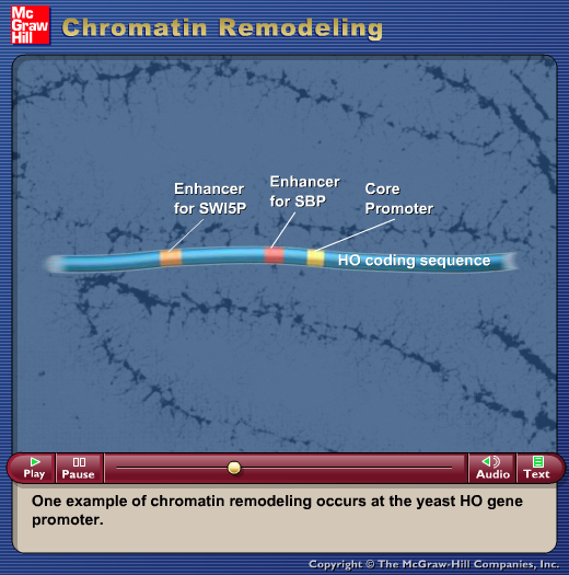 Chromatin Remodeling_Gameplay