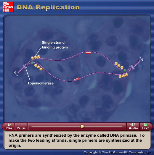DNA Replication (E. coli) Gameplay
