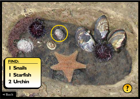 Exploring Tidepools Play Online On Flash Museum рџ пёџ