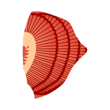 bgr